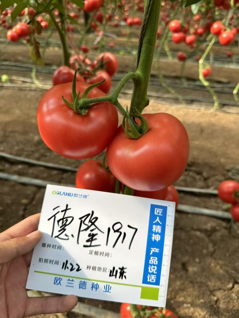 欧兰德西红柿种子德隆1917粉红果番茄种籽大果硬果亮度好