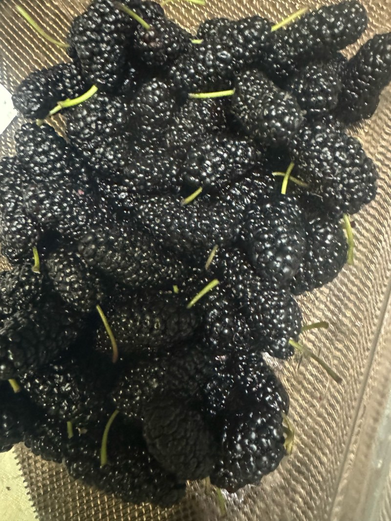 桑葚干桑椹干净免洗即食泡茶泡水泡酒无硫中药材中药饮片药典
