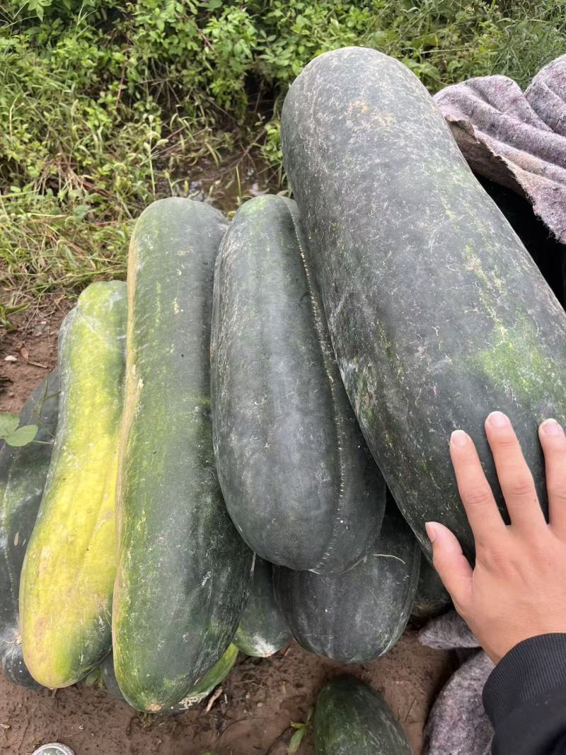 黑皮地冬瓜