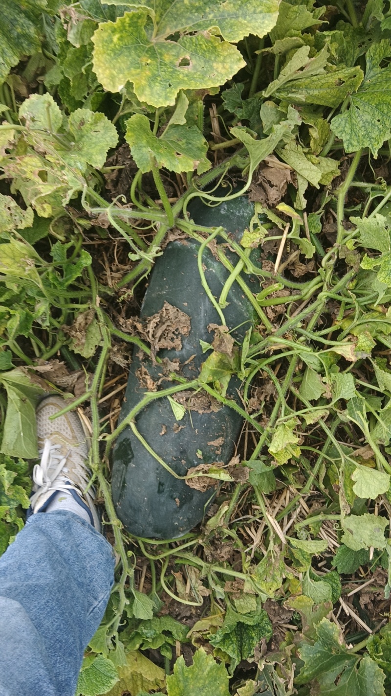 黑皮地冬瓜