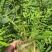 筇竹苗罗汉竹苗
