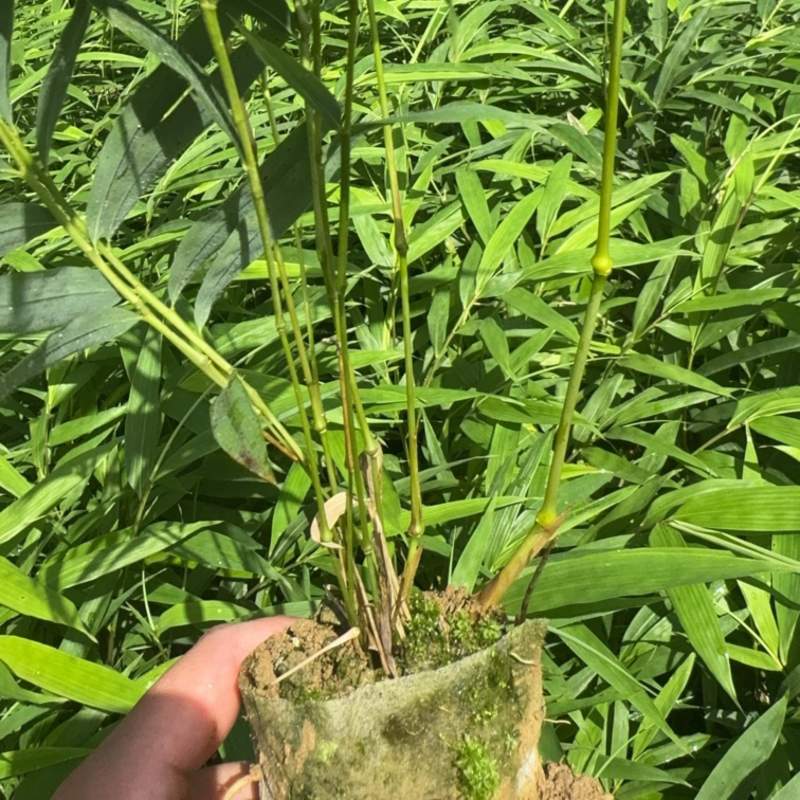 筇竹苗罗汉竹苗