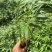 筇竹苗罗汉竹苗