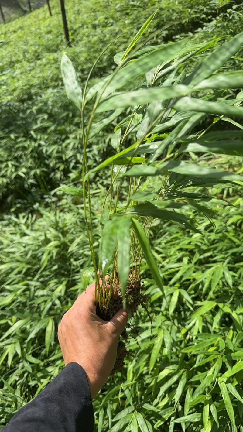 筇竹苗罗汉竹苗