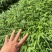 筇竹苗罗汉竹苗
