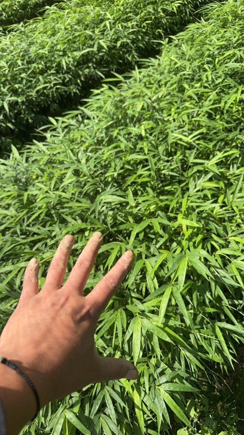 筇竹苗罗汉竹苗