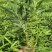 筇竹苗罗汉竹苗