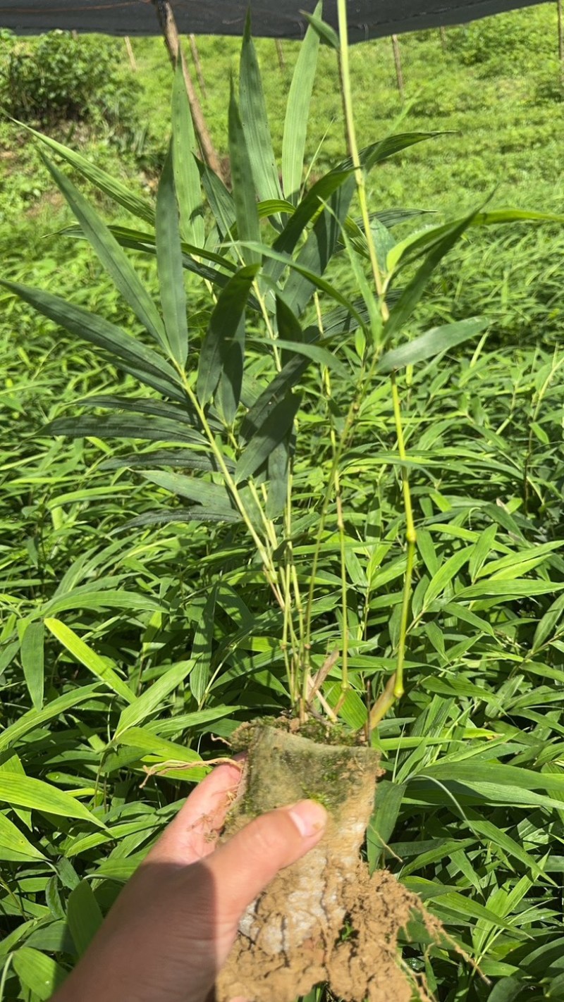 筇竹苗罗汉竹苗