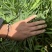 筇竹苗罗汉竹苗