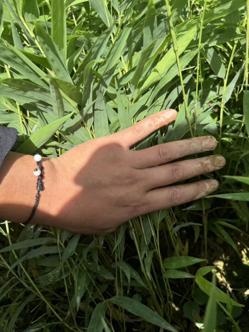 筇竹苗罗汉竹苗