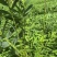 筇竹苗罗汉竹苗
