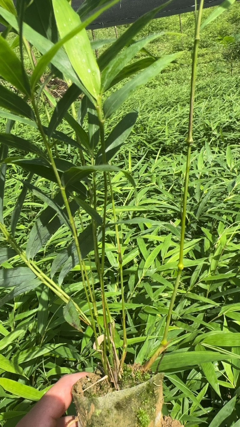 筇竹苗罗汉竹苗
