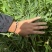 筇竹苗罗汉竹苗