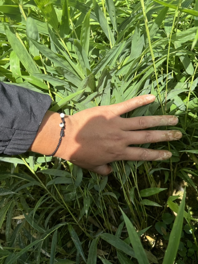 筇竹苗罗汉竹苗
