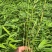 筇竹苗罗汉竹苗