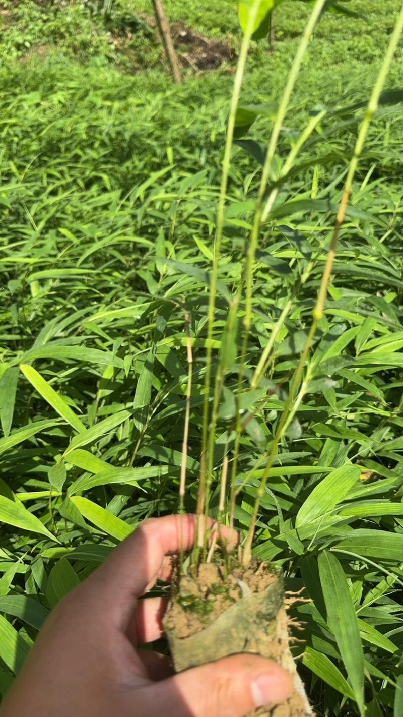 筇竹苗罗汉竹苗
