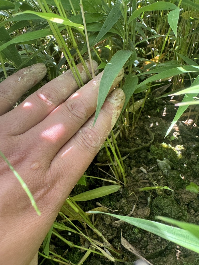 筇竹苗罗汉竹苗
