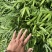 筇竹苗罗汉竹苗