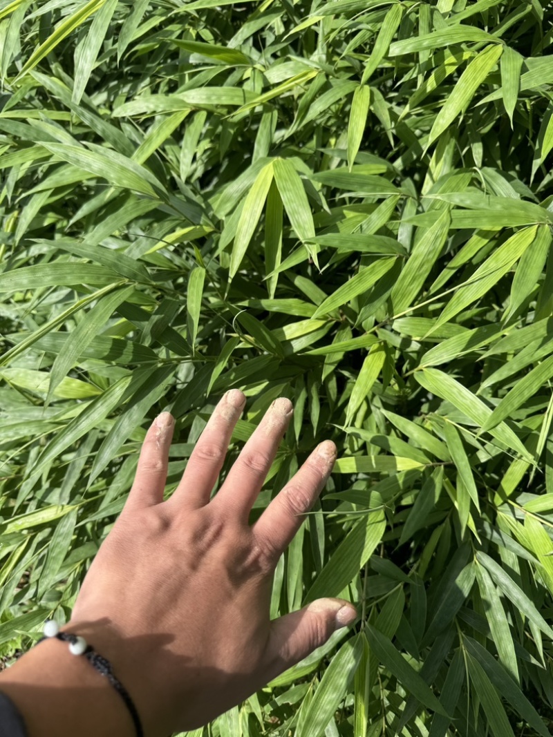 筇竹苗罗汉竹苗