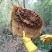 野生蜂蜜土蜂蜜山上自采保质保量一年只采一次好货