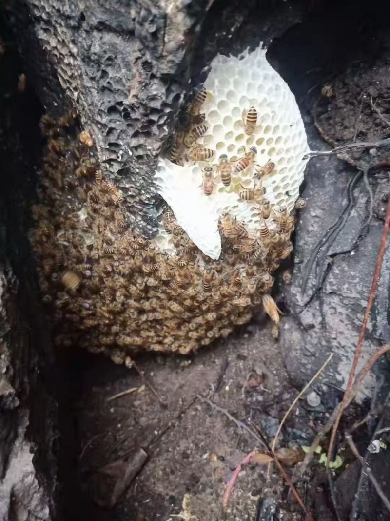 野生蜂蜜土蜂蜜山上自采保质保量一年只采一次好货