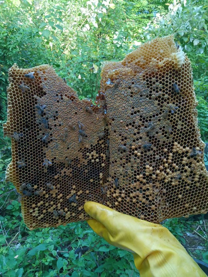 野生蜂蜜土蜂蜜山上自采保质保量一年只采一次好货
