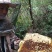 野生蜂蜜土蜂蜜山上自采保质保量一年只采一次好货