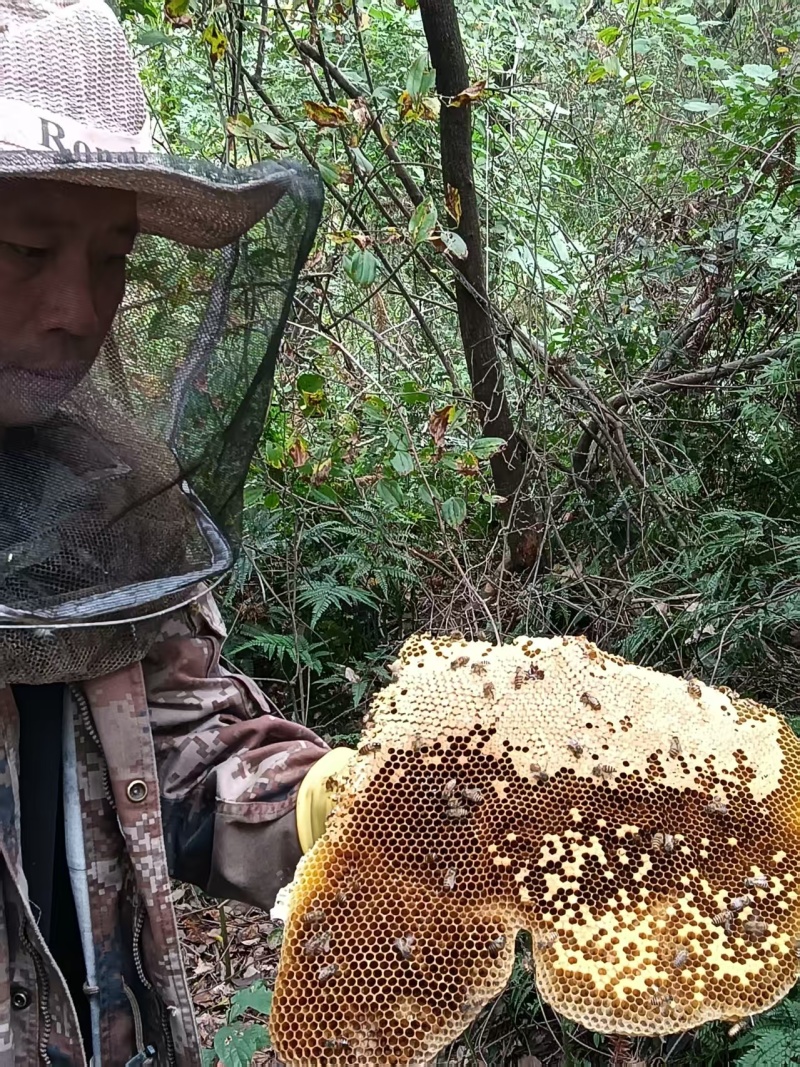 野生蜂蜜土蜂蜜山上自采保质保量一年只采一次好货