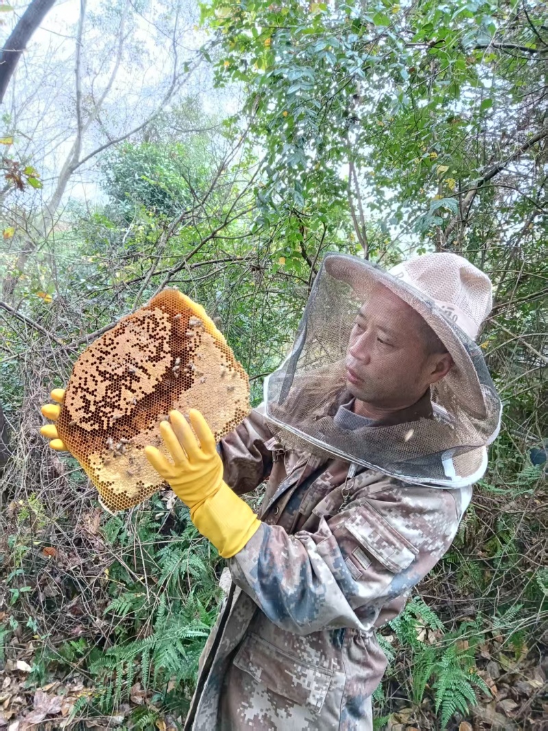野生蜂蜜土蜂蜜山上自采保质保量一年只采一次好货
