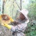 野生蜂蜜土蜂蜜山上自采保质保量一年只采一次好货