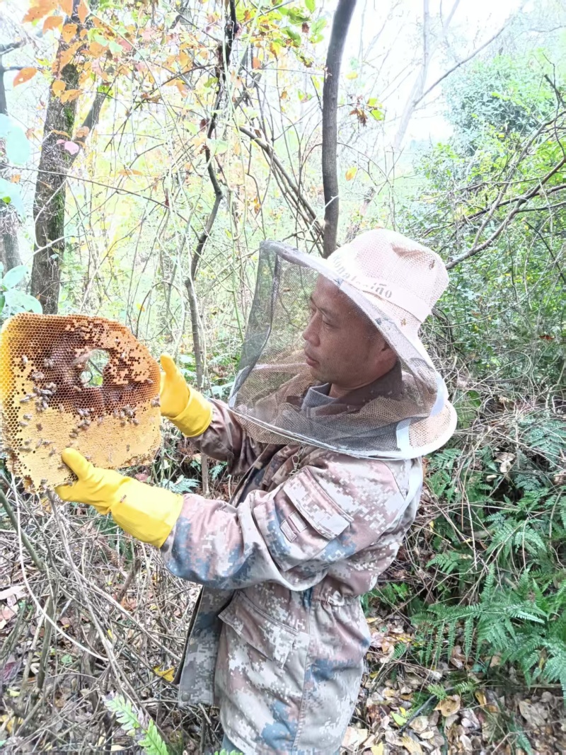 野生蜂蜜土蜂蜜山上自采保质保量一年只采一次好货