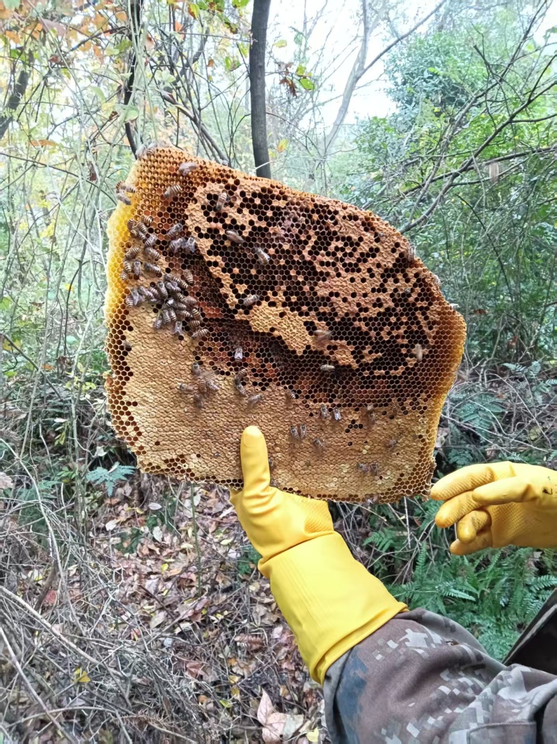 野生蜂蜜土蜂蜜山上自采保质保量一年只采一次好货
