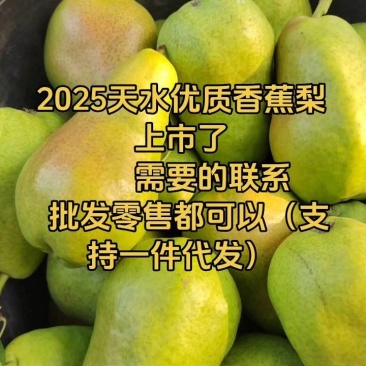 2025甘肃特色香蕉梨上市了。整箱发货。