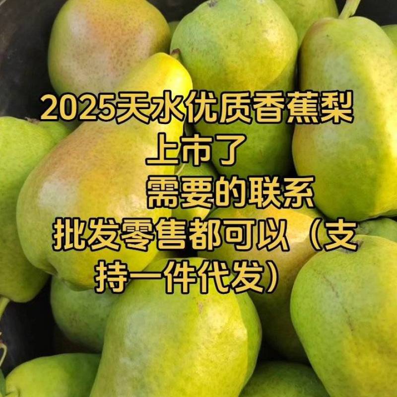 2025甘肃特色香蕉梨上市了。整箱发货。