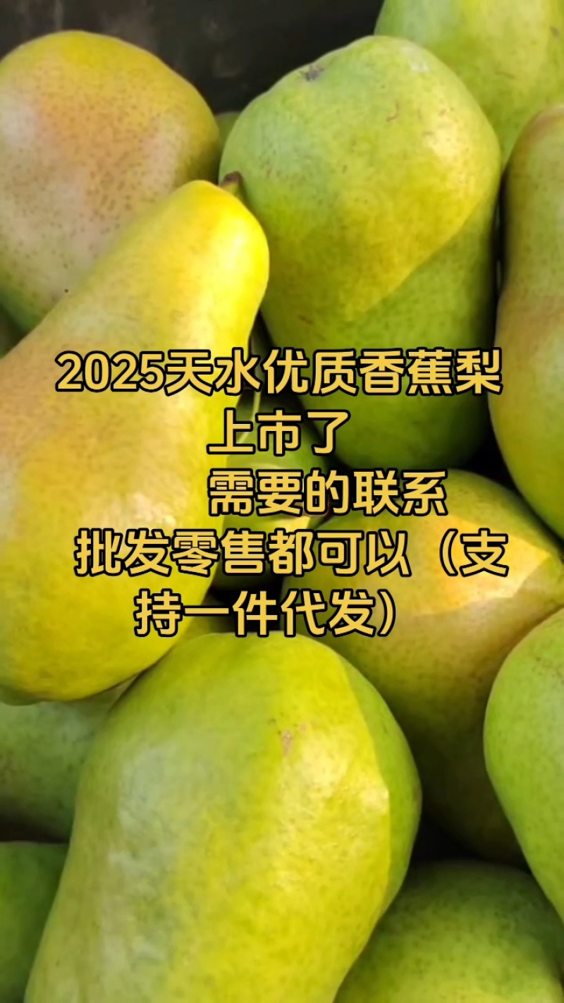 2025甘肃特色香蕉梨上市了。整箱发货。