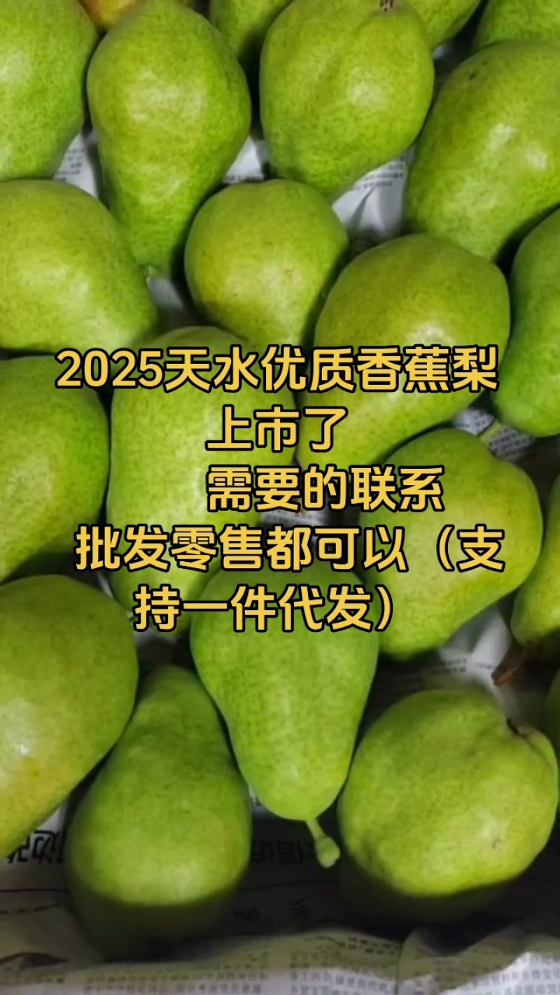 2025甘肃特色香蕉梨上市了。整箱发货。