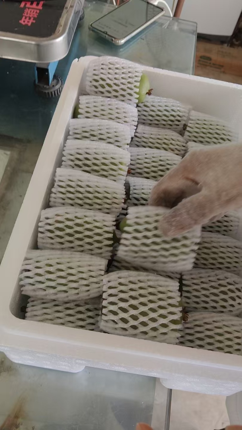 软枣猕猴桃现摘现发挂在树上可视频看货软果糖度23