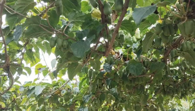 软枣猕猴桃现摘现发挂在树上可视频看货软果糖度23