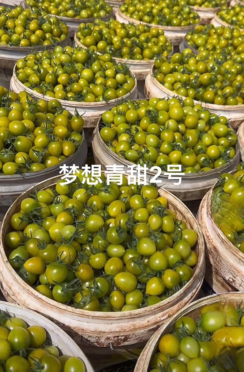 青甜2号圣女果苗高口感糖度高花絮多产量高，抗病强有现苗