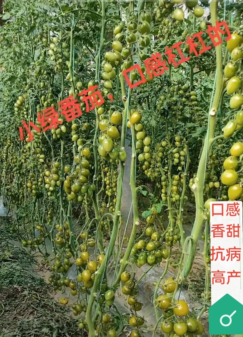 青甜2号圣女果苗高口感糖度高花絮多产量高，抗病强有现苗