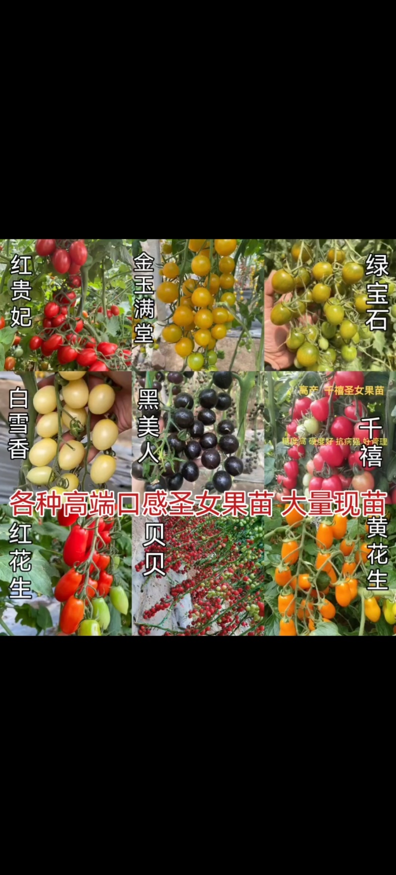 各种口感圣女果苗红黄绿糖度高，口感好产量高大量有苗