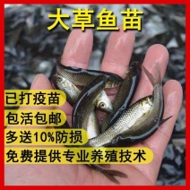 草鱼鱼苗大型养殖场养殖业对接云贵川陕西湖南湖北
