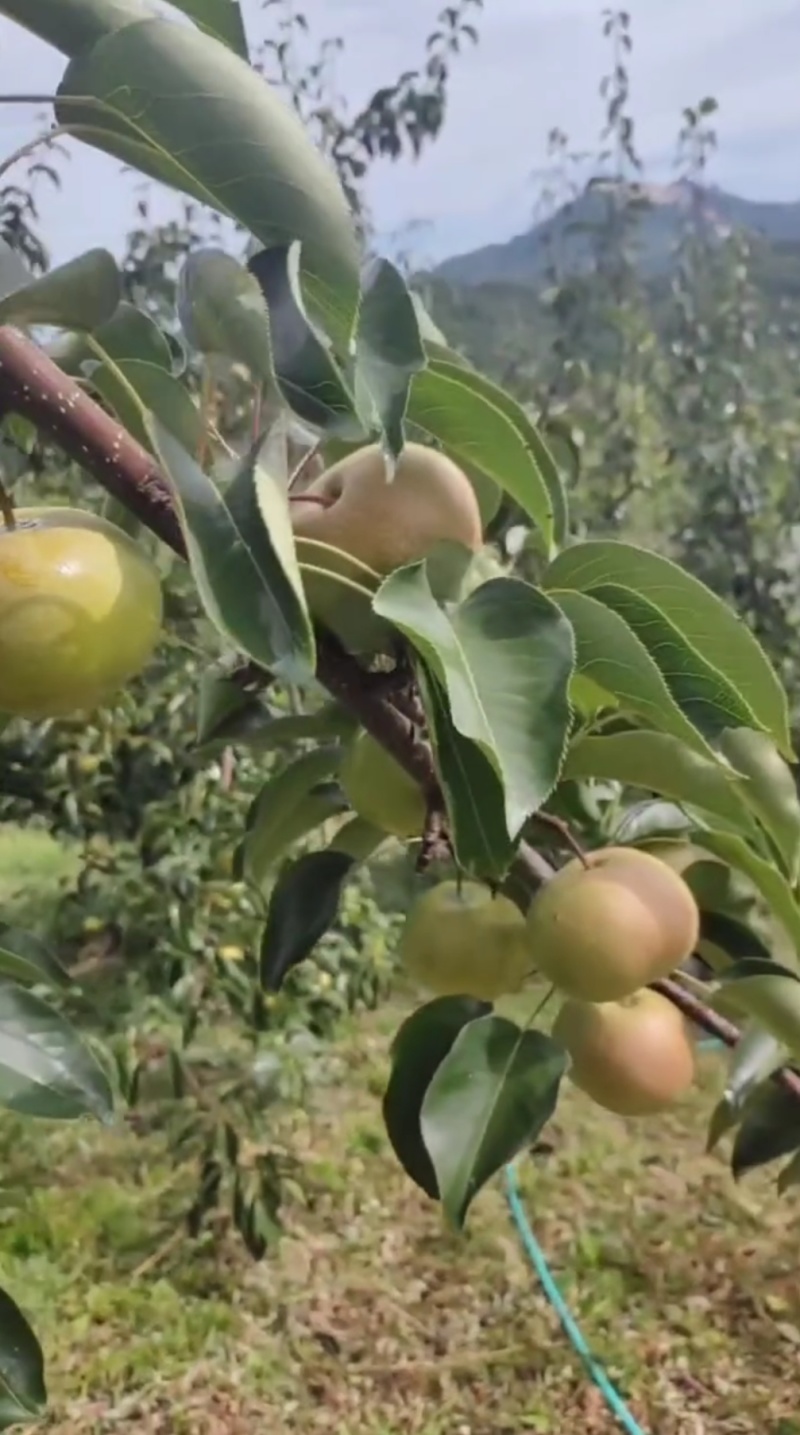 东北苹果梨，大量现货
