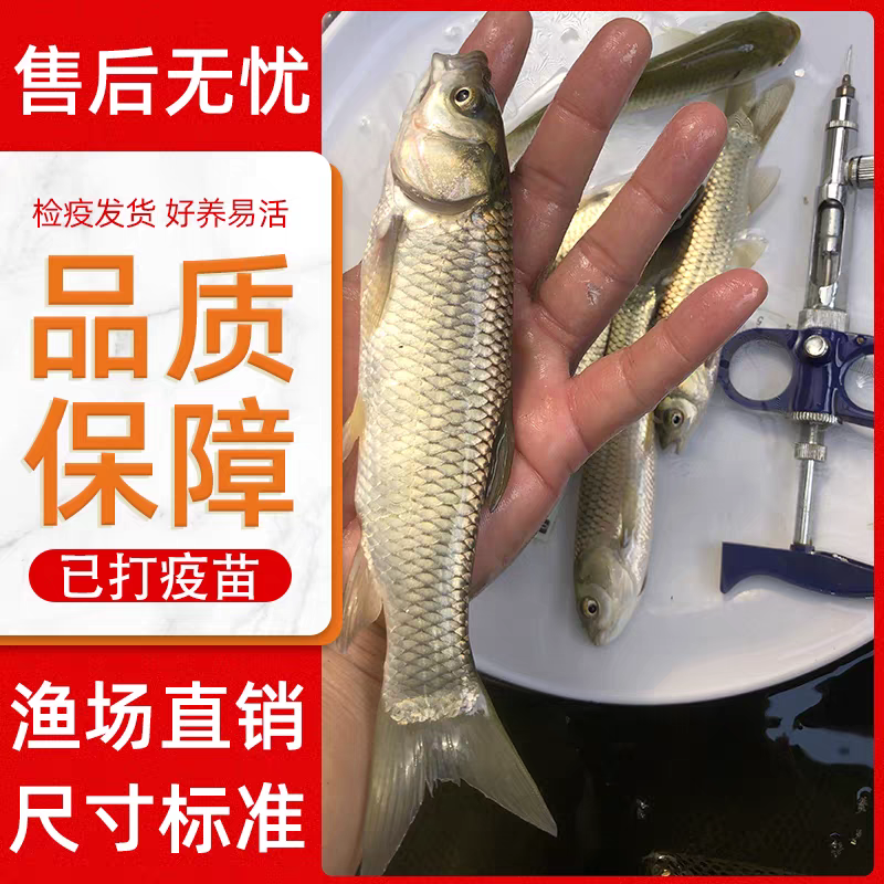 草鱼鱼苗大型养殖场养殖业对接云贵川陕西湖南湖北
