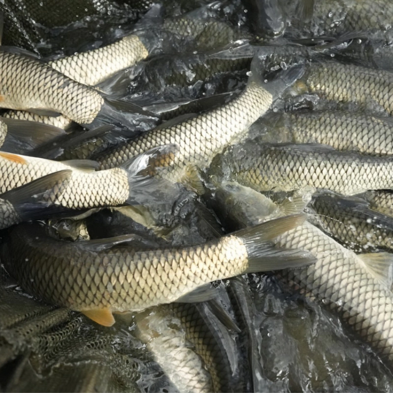 草鱼鱼苗大型养殖场养殖业对接云贵川陕西湖南湖北