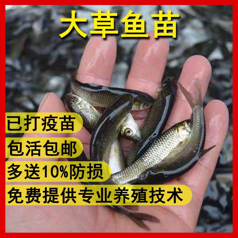 草鱼鱼苗大型养殖场养殖业对接云贵川陕西湖南湖北