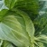 墨玉50扁包菜大量上市了，有需要的朋友联系我。。