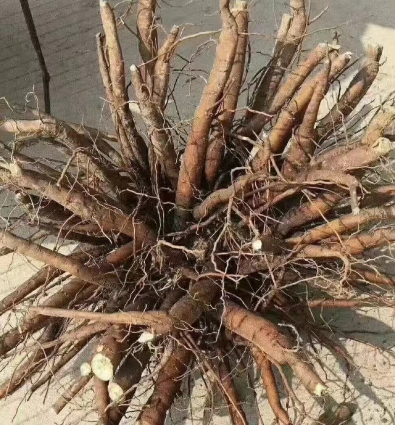 春季供应，千重掰芍药观赏芍药主营抗寒花卉