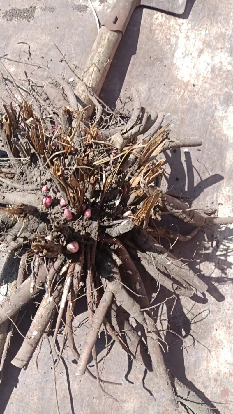 春季供应，千重掰芍药观赏芍药主营抗寒花卉