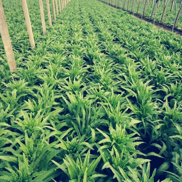秋季莴苣上市山东三青皮莴苣山东莴苣产地直发价格实惠量大